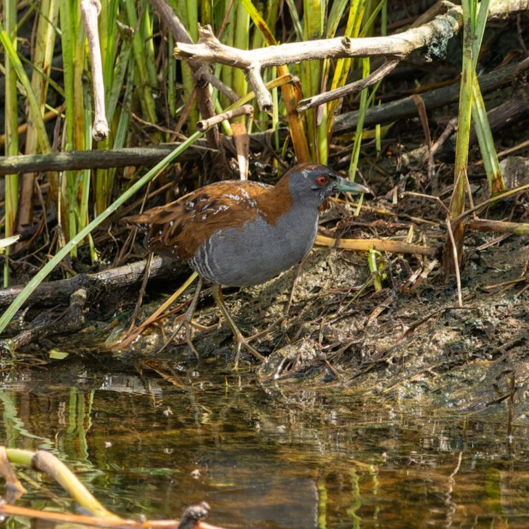 Baillon's Crake Baillon's Crake
