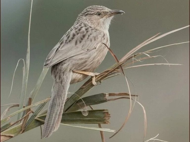 Afghan Babbler Afghan Babbler