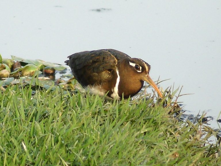 Greater Painted Snipe Greater Painted Snipe