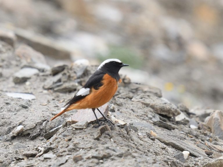 Afghan Babbler Afghan Babbler