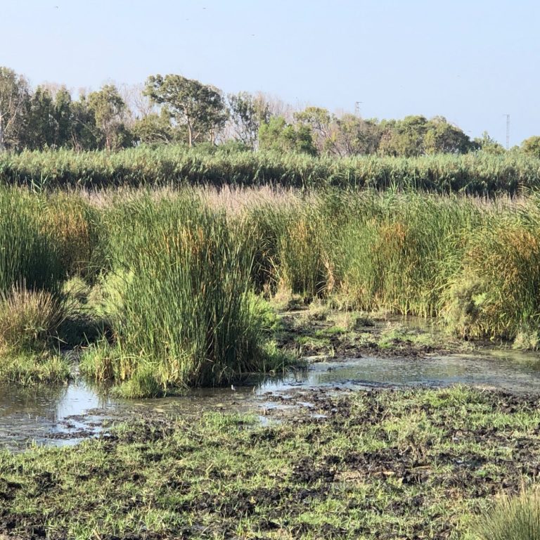 Akrotiri Marsh Akrotiri Marsh
