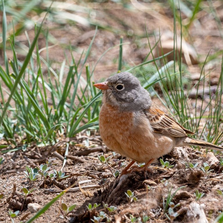 Grey-necked Bunting Grey-necked Bunting