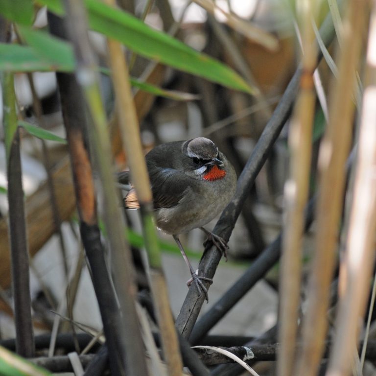 Siberian Rubythroat Siberian Rubythroat