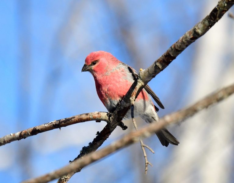Pine Grosbeak Pine Grosbeak
