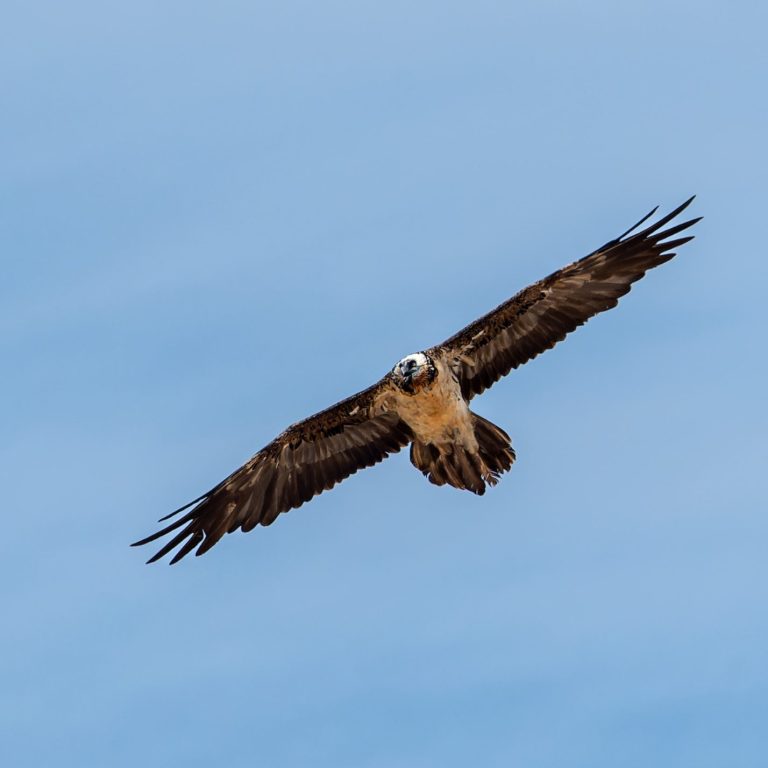 Bearded Vulture