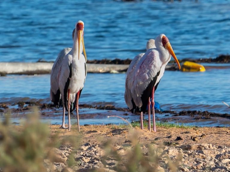 Greater Painted Snipe Greater Painted Snipe