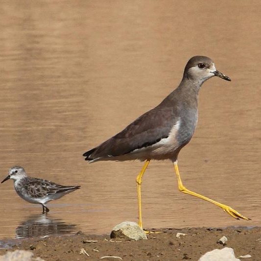 White-tailed Lapwing White-tailed Lapwing