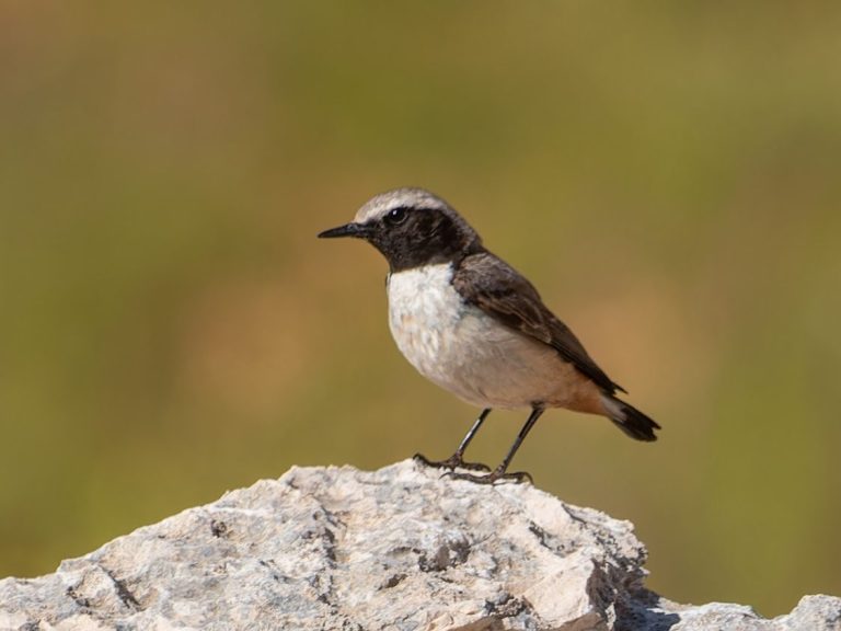 Kurdish Wheatear Kurdish Wheatear